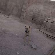 سگ نر سرابی یک ساله