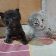 توله گربه پیشونیM دار