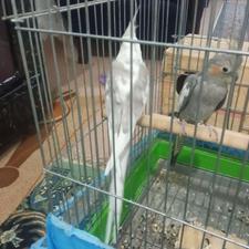 یه جفت عروس هلندی مولد