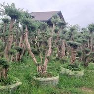 درخت زیتون عمده