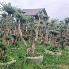 درخت زیتون عمده