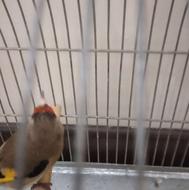 سهره داغسر کرمونی خط چشم دار