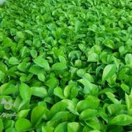 سبزه نارنج عید 1405