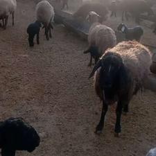 میش شیشک جوان و بره ها هره کش