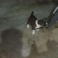 توله سگ افغان