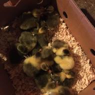 جوجه غاز سالم سرحال ارسال به کل کشور