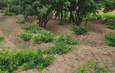 باغ میوه شامل مو انگور درختان زردآلو و بادام و آلو سیاه