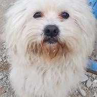 پاکوتاه اشتیزو