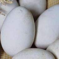 خریدار تخم مرغ و تخم غاز