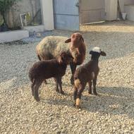 گوسفند دوقلو نژاد تاب افشار مخصوص داشتی درجه یک