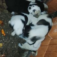 واگذاری توله سگ محلی