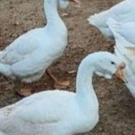 خریدار طاووس غاز اردک مرغ خروس