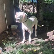 سگ داگو ماده