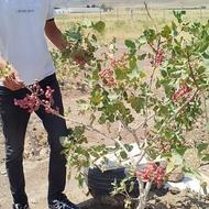 نهالستان مهندس محمد قاسمی