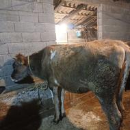 گاو تلیسه جرسی