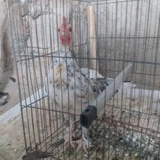 مرغ وخروس پاکوتا