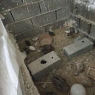 بلدرچین مینیاتوری بالغ فوری