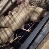 مرغ تخمگذار