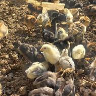 جوجه گلپایگانی