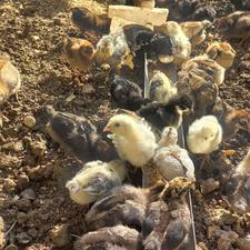 جوجه گلپایگانی