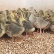 جوجه غاز20روزه