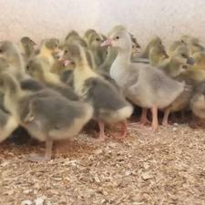 جوجه غاز20روزه