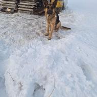 سگ ژرمن واگذاری