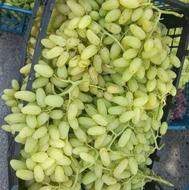 نهال انگور و قلمه موندراپ