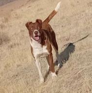 واگذاری سگ عراقی ازنسله آبی السلیمان وماده پیتبول سراب