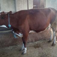 گاو سیمنتال