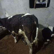 نوبران سیمین وهلشتاین