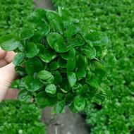 فروش سبزه نارنج تراکم بالا