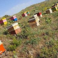 خریدار زنبورعسل هستم