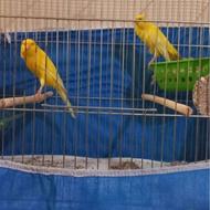 یک جفت قناری سوپر