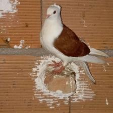 کبوتر بلژیکی