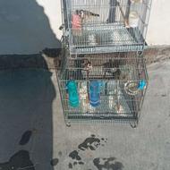 سهره دوعدد نر باقفس فروش فوری یدونه رام ودیگری بیابانی