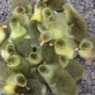 جوجه غاز5روزه وقوغازلینداتعدادبالا