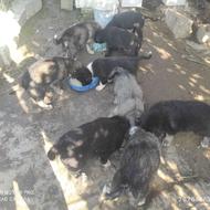 چند قلاده توله سگ نگهبان