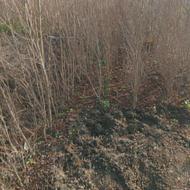 فروش انواع نهال مثمر وغیر مثمر