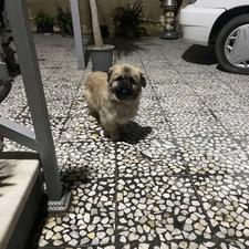 سگ نژاد شیتزو.