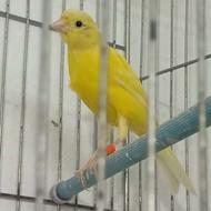 قناری سوپر ماده اماده