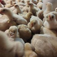 جوجه گوشتی جنس عالی