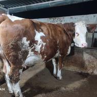 گاوداشتی شیری