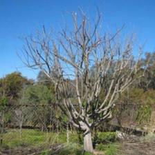 خدمات تخصصی باغبانی و باغداری صفر تا صد