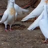 کبوتر پرشی پتی والا پاکستانی 2رقمی