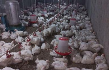 دامداری ومرغ داری سرپوشید