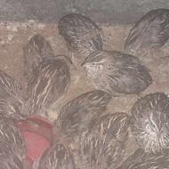 بلدرچین فروشی