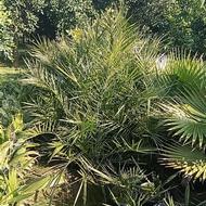 پالم و فونیکس