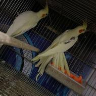 دوکت مولد مناسب