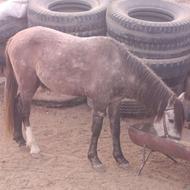 اسب نریان والاغ